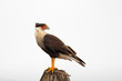 Crested caracara in southern Texas, USA