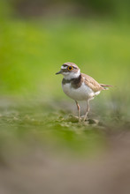 Little Ringed Plover (Charadrius Dubius) Walking And Hunting In Muddy Grass. Cute Little Bird In Late Evening. Wildlife Scene From Nature. Czech Republic