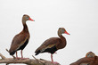 Black-bellied whistling ducks lined up on a log in Texas