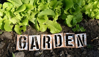 Canvas Print - Garden Lettuce