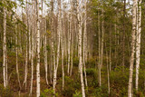 Fototapeta Sypialnia - Junge Birkenbäume im Tannermoor