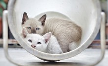 Cat With Kitten Sitting In Bucket