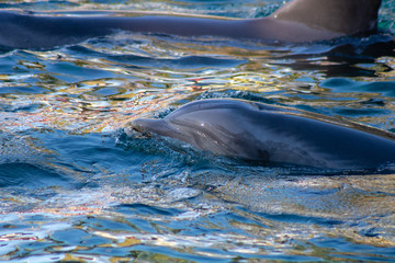 Poster - Swimming dolphin