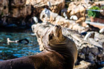 Poster - Sea Lion