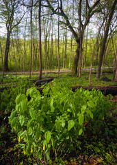 A patch of blooming yellow bellwort native spring wildflowers in late afternoon sunlight on the forest floor.