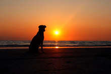 Scenic View Of Dog On Beach At Sunset