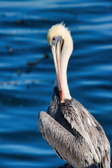 Wall Mural - Very cloe-up view of a grey and white pelican on a pier.