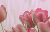 Fototapeta Tulipany - Beautiful tulip on japanese vintage style;  background or texture