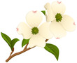 Vector illustration of a branch of a dogwood tree with two open flowers.