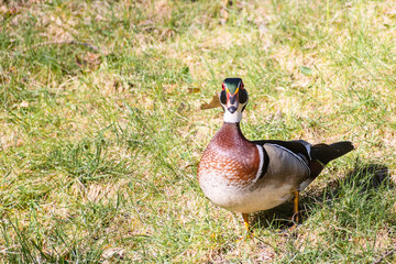 Close up portrait of colorful male wood duck on on grass during spring time