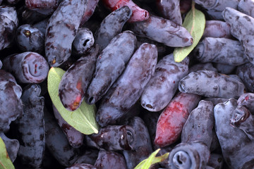 Poster - Honeysuckle berries background