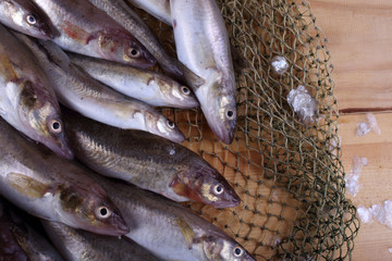 Wall Mural - Saffron cod on net