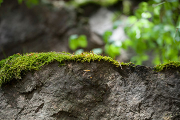 Mossy forest background. moss covered rock at blured mountain woods green landscape. Nature ecology wallpaper concept