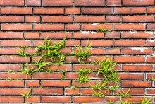 Ivy Growing On Brick Wall