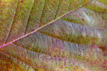 Autumn blackberry leaf