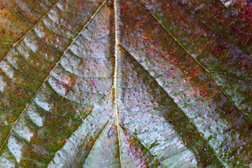 Autumn blackberry leaf