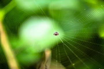 Spider