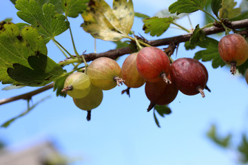 Canvas Print - Growing gooseberries