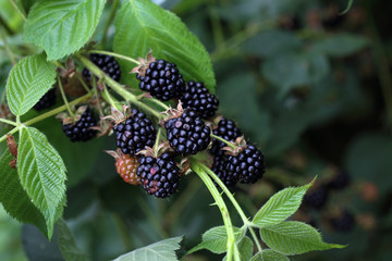 Canvas Print - Growing blackberries