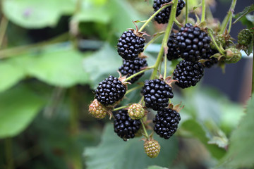 Wall Mural - Growing blackberries