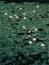 High Angle View Of Lotus Water Lily In Pond