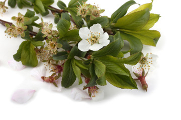 Canvas Print - Plum flowers isolated on white background