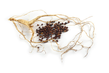 Canvas Print - Ginseng isolated on white background