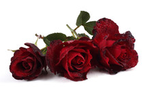 Red Roses Isolated On White Background