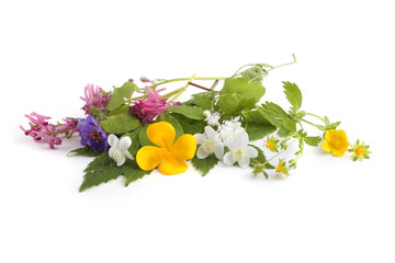 Poster - Wild forest flowers isolated on white background. (Spring Far Eastern flowers)