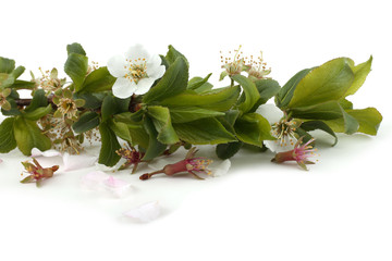 Canvas Print - Plum flowers isolated on white background