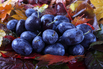 Sticker - Plums on autumn leaves