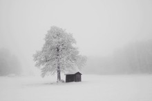 Tree On Snow Covered Landscape