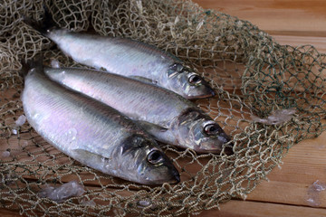 Wall Mural - Herring on net