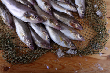 Wall Mural - Saffron cod on net