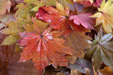 Autumn leaves background