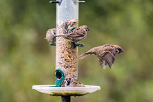 Sparrows By Bird Feeder At Park