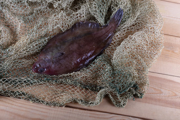 Canvas Print - Flathead flounder on net