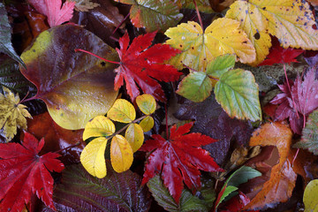 Sticker - Autumn leaves background