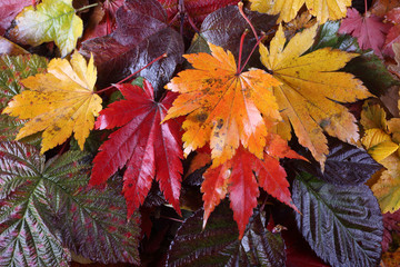 Sticker - Autumn leaves background