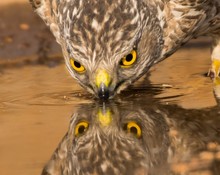 Close-up Of Eagle Drinking Water With Reflection