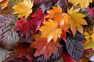 Sticker - Autumn leaves background