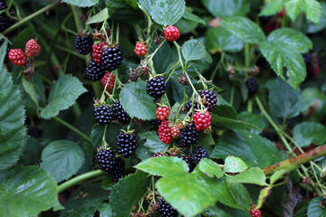 Poster - Growing blackberries