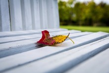 Surface Level View Of White Bench With Fallen Dry Autumn Leaves At Park