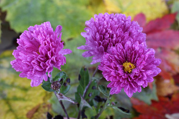 Sticker - Chrysanthemums and autumn leaves