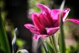 Fototapeta Tulipany - pink tulip flower