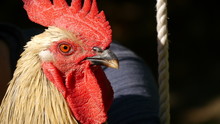 Extreme Close Up Of A Rooster