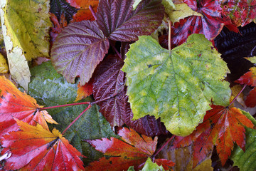 Sticker - Autumn leaves background