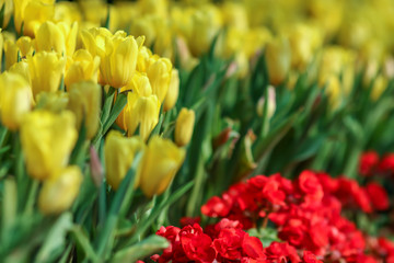 Wall Mural - Beautiful tulip flowers with blured background in the garden. Yellow tulip flowers. Selective focus.