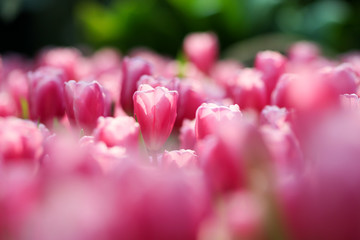 Wall Mural - Beautiful tulip flowers with blured background in the garden. Pink tulip flowers.