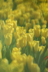 Wall Mural - Beautiful tulip flowers with blured background in the garden. Yellow tulip flowers. Selective focus.
